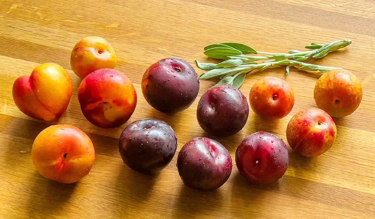Fresh Plums and Sage